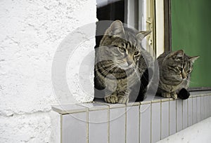 Two fluffy striped cats on the window - outside