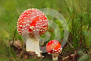 Two fly agaric in the autumn forest.