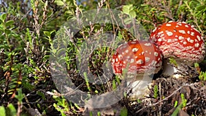 Two Fly agaric is growing in summer boreal woodland.
