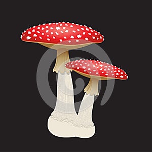 Two fly agaric mushrooms isolated on black background. Vector Illustration