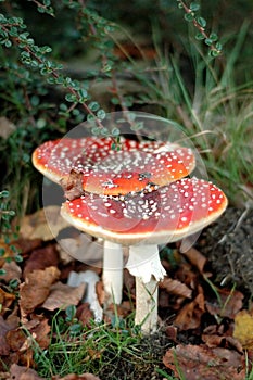 Two fly agarics