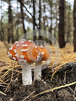 Two fly agarics grow in the forest. A mushroom with a red cap. Poisonous mushrooms. Toadstools in the forest.