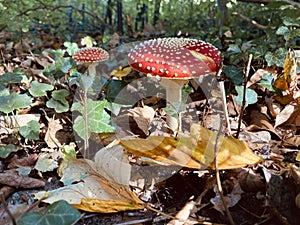 Two fly agarics in the woods