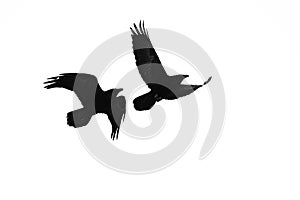 Two Flying Common Ravens Silhouetted on a White Background