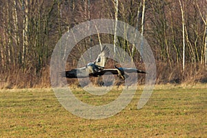 Two flying cranes landing in a meadow.