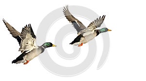 Two Flying Ducks isolated on white background photo