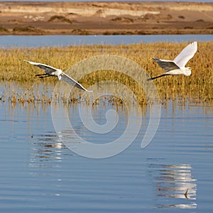 Two flying egrets