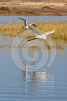 Two flying egrets