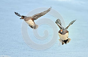 Two flying European Widgeons