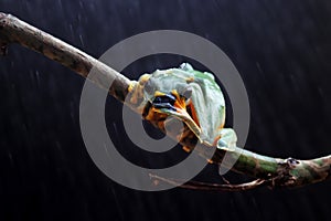 Two Flying frog on a branch