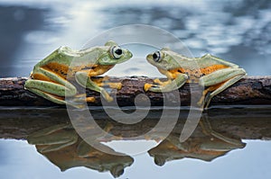 Two Flying Frog Wallace On The Tree