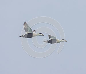 Two flying male eider ducks in Norway