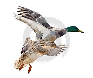 Two flying mallard ducks isolated on white