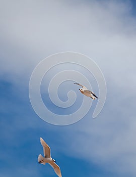 Two flying seagulls in the blue sky with white clouds
