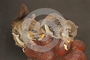 Two flying squirrel Lomys horsfieldi are eating a snakefruit.