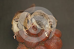 Two flying squirrel Lomys horsfieldi are eating a snakefruit.