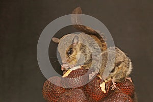 Two flying squirrel Lomys horsfieldi are eating a snakefruit.