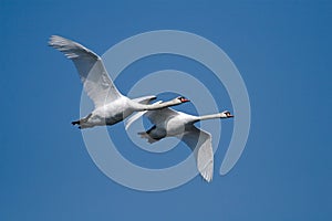 Two flying swans