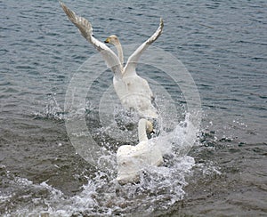 Fighting Swan in Sayram Lake