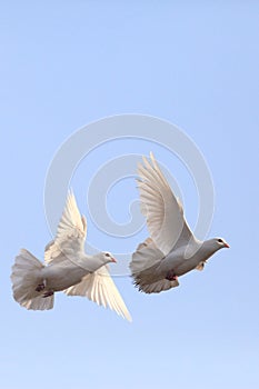 Two flying white doves