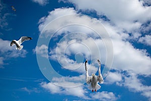 Two flying white seagulls on beautifull cloudy sky blue background, bright natural scene in beautiful weather. Seagull