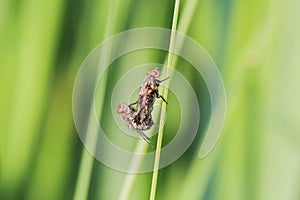 Two flys in the garden on a leaf