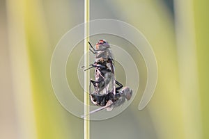 Two flys in the garden on a leaf photo