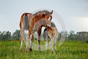 Two foal scratching each other in a meadow, summer time