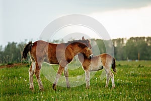 Two foal scratching each other in a meadow, summer time