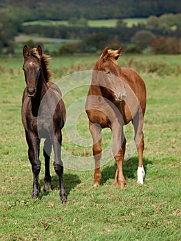 Two Foals