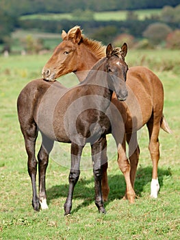 Two Foals