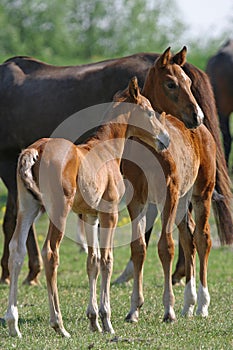 Two foals