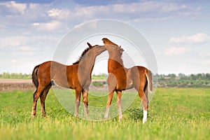 Two foals on pasture