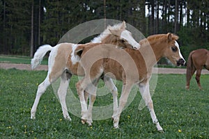 Two foals playing on pasture