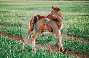 Two foals playing together on the maedow