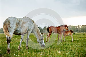 Two foals playing together on the maedow