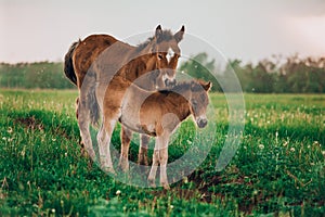 Two foals playing together on the maedow