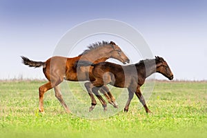 Two foals run