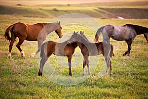 Two foals running for a mare