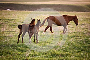 Two foals running for a mare