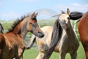 Two foals of welsh mountain pony