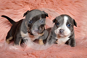 Two focused American bully cubs looking forward