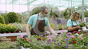 Two focused florists caring of blooming pelargoniums