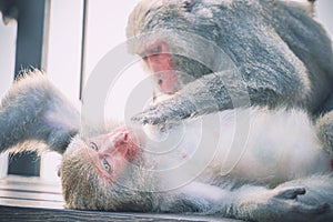 Two Formosan macaques live in Shoushan National Nature Park of Kaohsiung city, Taiwan, also called Macaca cyclopis.
