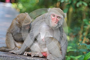 Two Formosan macaques live in Shoushan National Nature Park of Kaohsiung city, Taiwan, also called Macaca cyclopis.