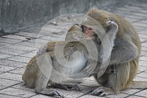 Two Formosan macaques in mountains of Kaohsiung city, Taiwan, also called Macaca cyclopis. They are fighting