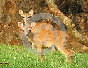 Two four horned antelope fawn