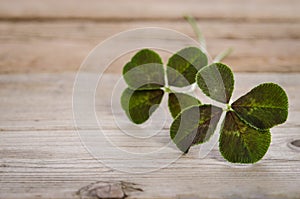 Two four-leaves clovers for good luck