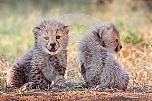 Two four week old Cheetah cubs South Africa