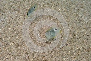 Two Foureye Butterflyfish on a sandy ocean bottom